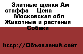 Элитные щенки Ам.стаффа  › Цена ­ 45 000 - Московская обл. Животные и растения » Собаки   